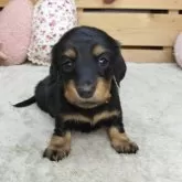 カニンヘンダックスフンド(ロング)【長野県・女の子・2025年9月19日・ブラックタン】の写真3