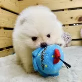 ポメラニアン【長野県・男の子・2025年10月20日・クリーム】の写真4