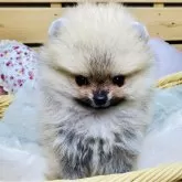 ポメラニアン【長野県・男の子・2025年7月20日・オレンジ】の写真2