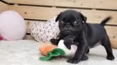 パグ【長野県・女の子・2024年10月22日・ブラック】の写真4