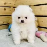 ポメラニアン【長野県・男の子・2025年10月20日・クリーム】の写真6