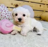 シュナマル(マルチーズ×ミニチュアシュナウザー)【長野県・男の子・2025年9月19日・クリーム】の写真6