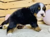バーニーズ・マウンテン・ドッグ【長野県・女の子・2025年10月7日・ブラックラスト&ホワイト】の写真12