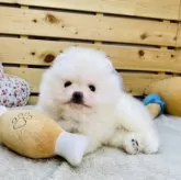 ポメラニアン【長野県・男の子・2025年10月20日・クリーム】の写真8