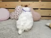 マルチーズ【長野県・男の子・2024年11月22日・ホワイト】の写真8