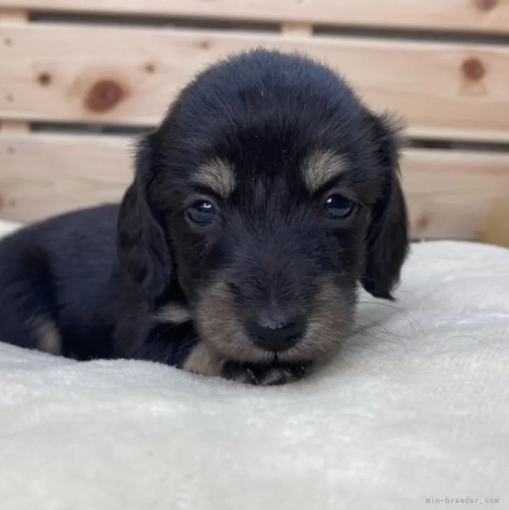 ID：2305-05630の子犬