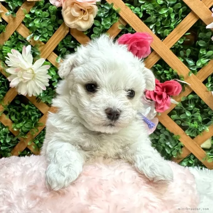 ID:2402-04867の子犬