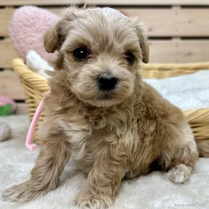 ID：2310-06170の子犬