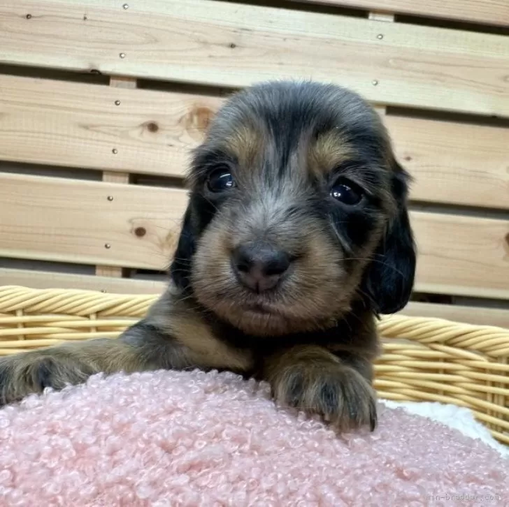 ID:2312-00570の子犬