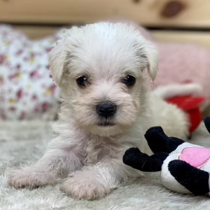 ID：2410-03116の子犬