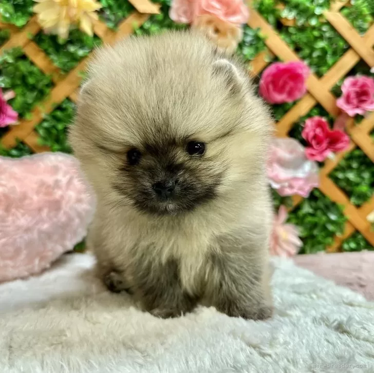 ID:2312-03838の子犬