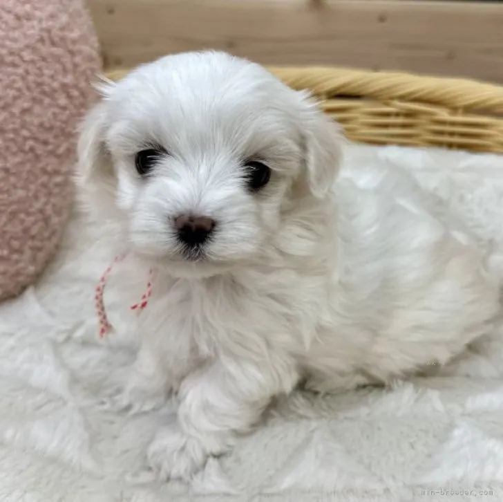 ID:2310-00743の子犬