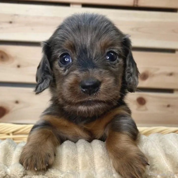 ID：2309-03528の子犬