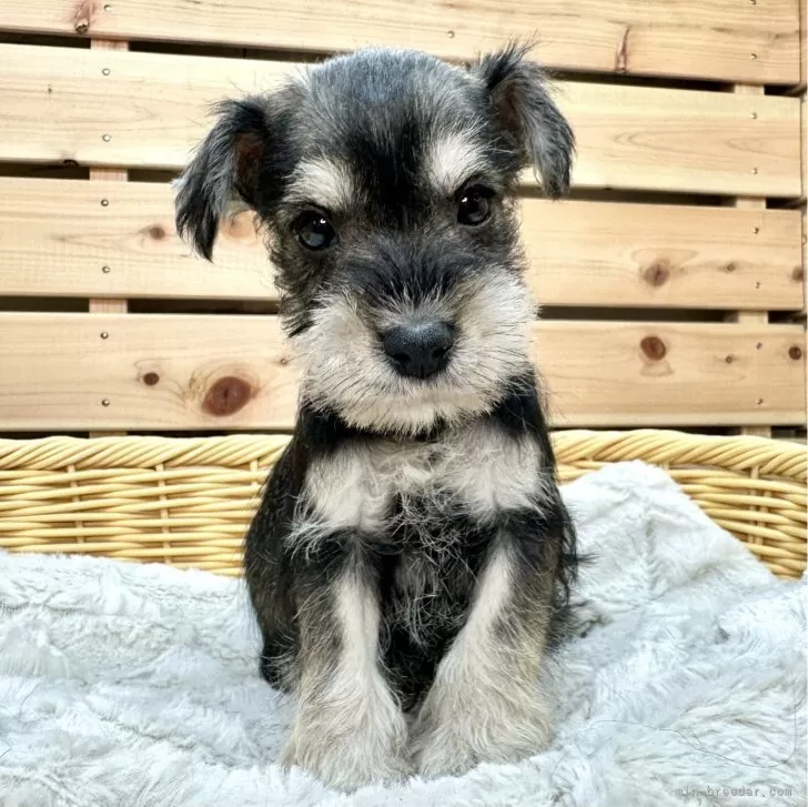 ID:2403-04410の子犬