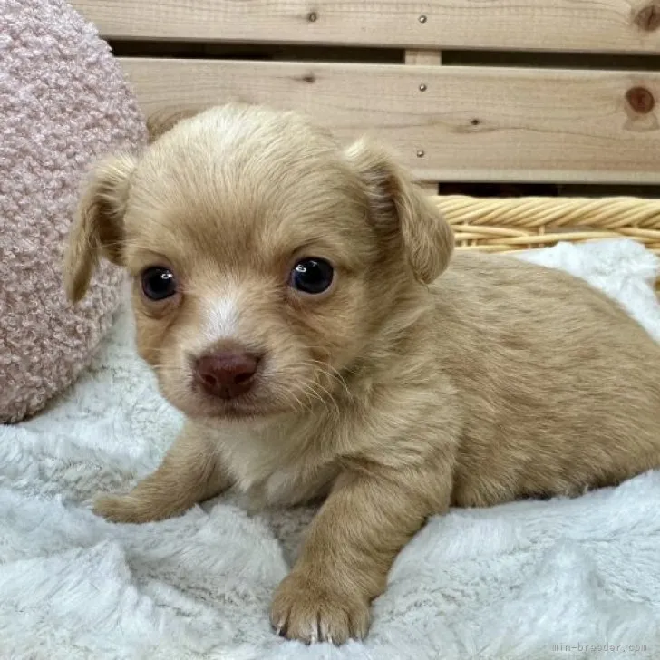 ID：2312-01119の子犬