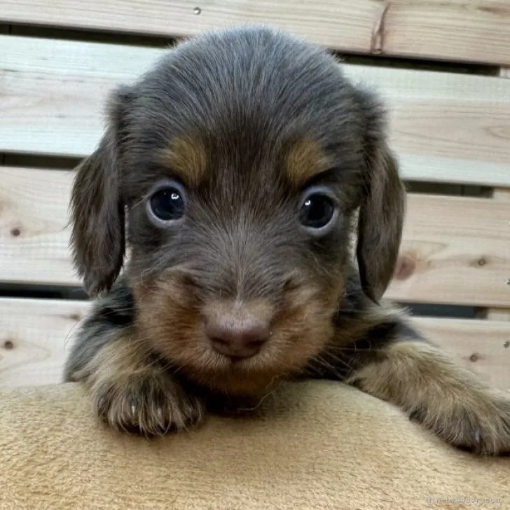 ID:2309-04501の子犬