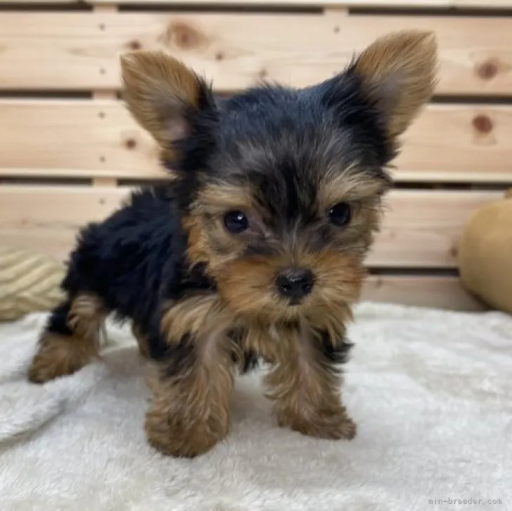 ID:2306-04326の子犬