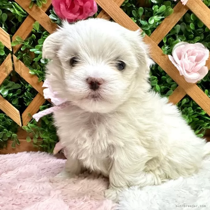 ID：2402-04872の子犬