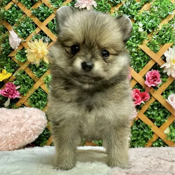 ID：2312-03849の子犬
