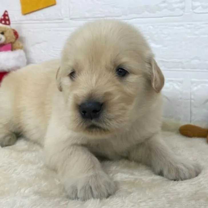 ID:2210-04954の子犬