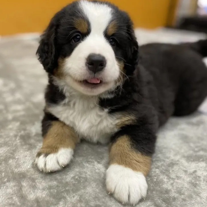 ID：2305-04333の子犬