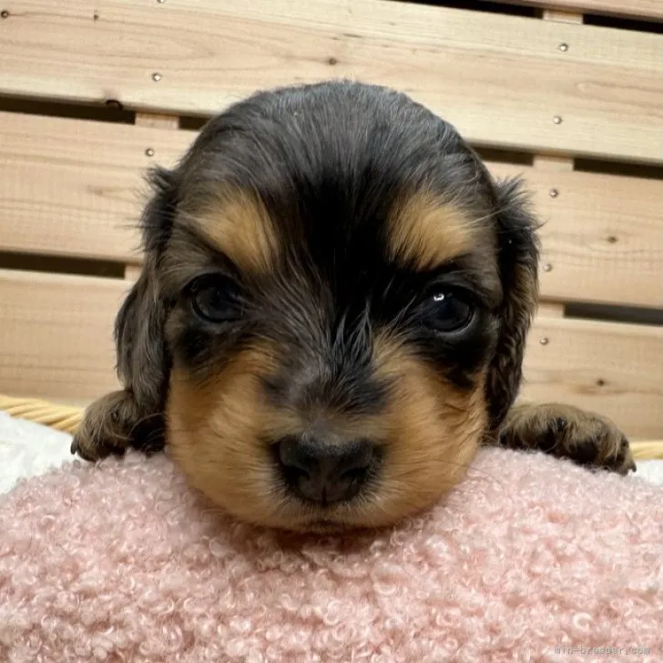 ID:2310-04159の子犬