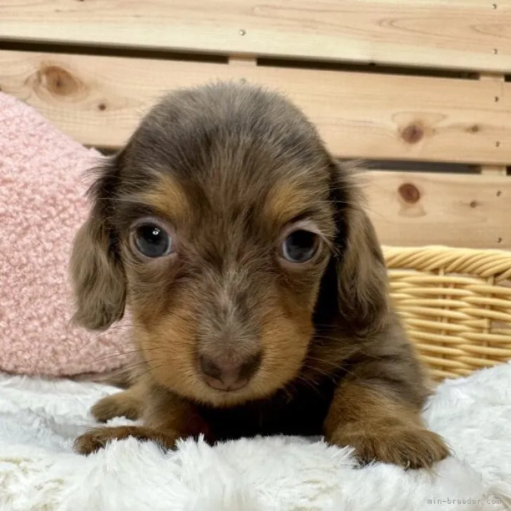 ID:2308-04326の子犬