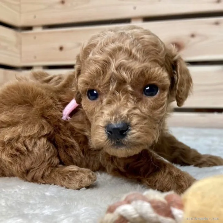 ID：2311-00788の子犬