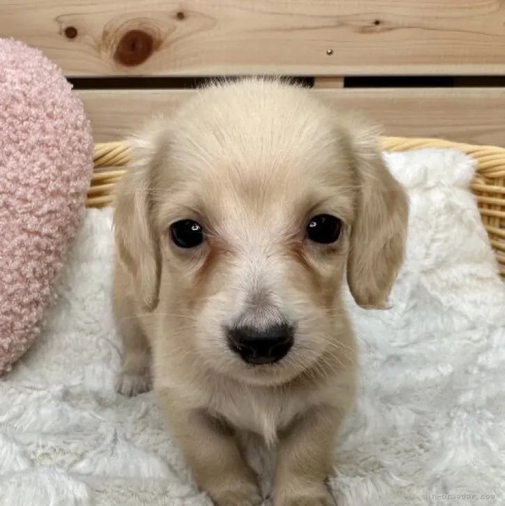 ID:2309-05476の子犬