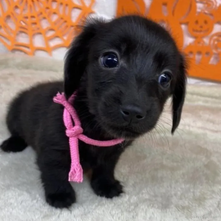 セウ 様のお迎えした子犬