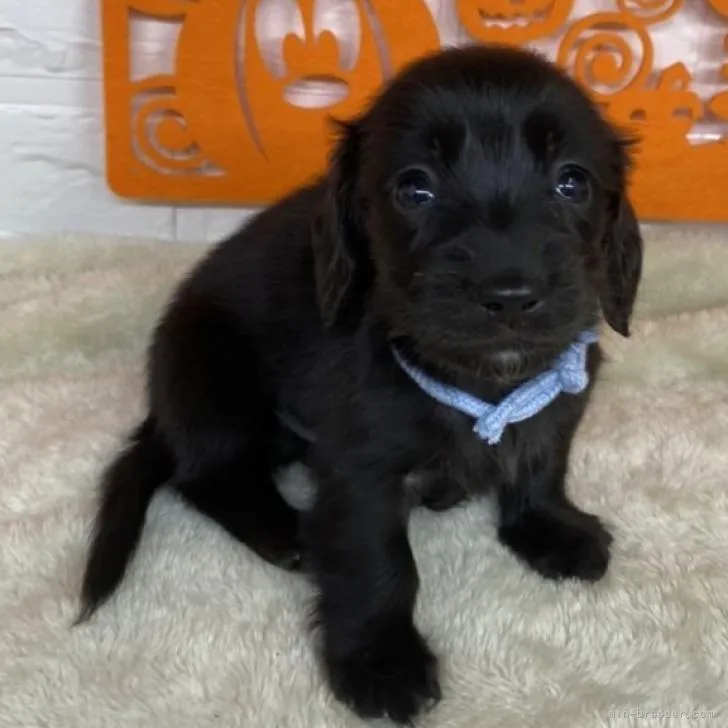 ひでぼー 様のお迎えした子犬