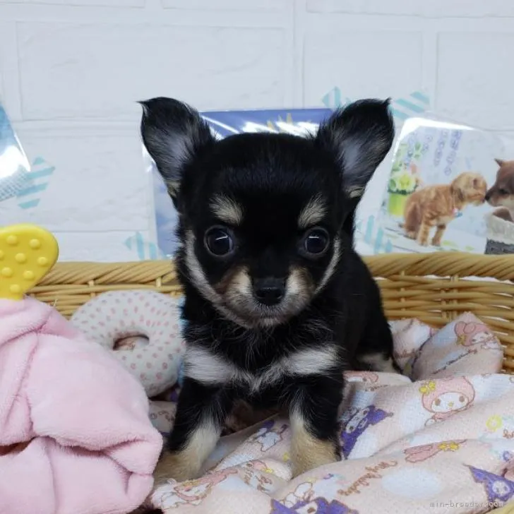 ID：2208-02543の子犬