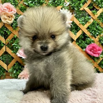 ポメラニアン【長野県・男の子・2023年10月26日・オレンジ】の写真「年末セール🐶両親遺伝子クリア✨」