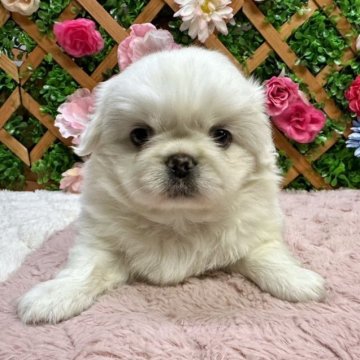 ペキニーズ【長野県・男の子・2023年10月24日・ホワイト】の写真「クリスマスセール🎅両親遺伝子クリア」
