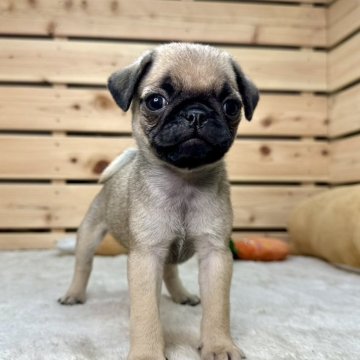 パグ【長野県・女の子・2024年5月7日・フォーン】の写真「サマーセール✨両親遺伝子クリア✨」