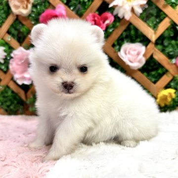ポメラニアン【長野県・女の子・2024年2月11日・ホワイト】の写真「✨両親遺伝子クリア✨」