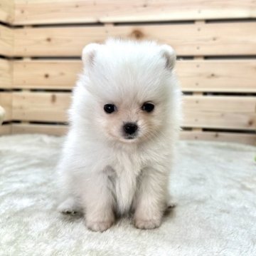 ポメラニアン【長野県・女の子・2023年5月23日・クリーム】の写真「🏝️サマーセール🏝️極小ふわふわな女の子☺️✨」