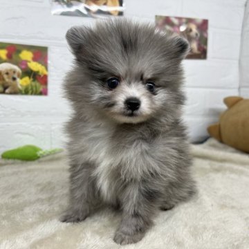 ポメラニアン【長野県・男の子・2023年1月10日・ブルーマール】の写真「希少カラーの男の子✨両親遺伝子検査クリア」