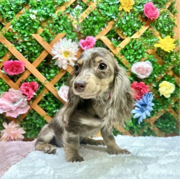 カニンヘンダックスフンド(ロング)【長野県・女の子・2023年10月1日・チョコレートダップル】の写真「🌸春休みセール🌸見学当日にお迎えして頂けます✨」