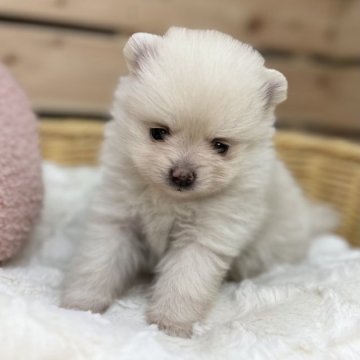ポメラニアン【長野県・女の子・2023年9月5日・クリーム】の写真「ハロウィンセール🎃両親遺伝子クリア✨」