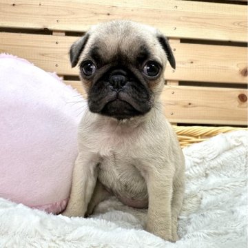 パグ【長野県・女の子・2023年12月7日・フォーン】の写真「✨両親遺伝子クリア✨」