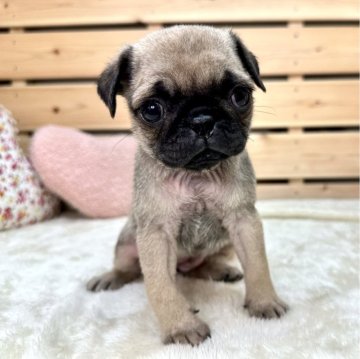 パグ【長野県・女の子・2024年2月14日・フォーン】の写真「人懐こい可愛い女の子です☺️」