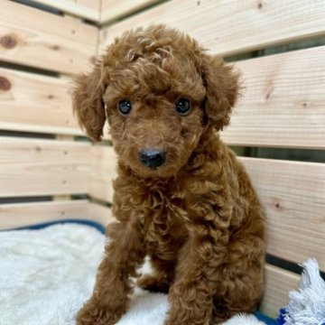 トイプードル(トイ)【長野県・男の子・2023年7月4日・レッド】の写真「周年記念セール✨両親遺伝子クリア✨」