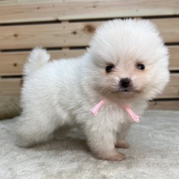 ポメラニアン【長野県・女の子・2023年5月23日・クリーム】の写真「🏝️夏休みセール🏝️両親遺伝子クリア✨」
