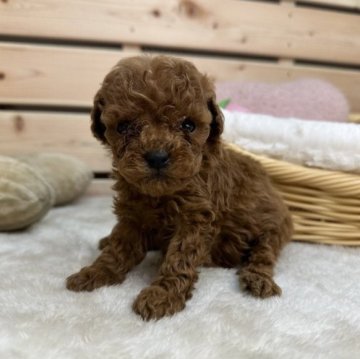 トイプードル(トイ)【長野県・男の子・2023年9月26日・レッド】の写真「11月11日ワンワンセール🐶両親遺伝子クリア✨」