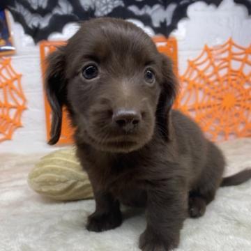 カニンヘンダックスフンド(ロング)【長野県・男の子・2022年9月6日・チョコソリッド】の写真「甘えん坊の男の子
👻ハロウィンsale🎃」