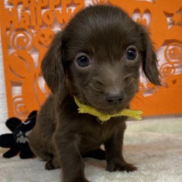 カニンヘンダックスフンド(ロング)【長野県・男の子・2022年9月6日・チョコソリッド】の写真「かわいいお顔の男の子
👻ハロウィンsale🎃」