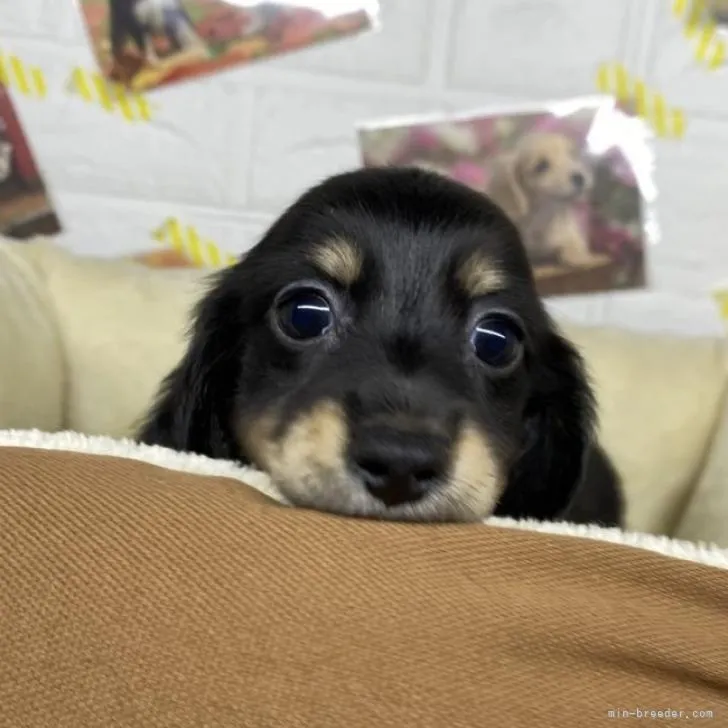 マロンウランリリー 様のお迎えした子犬