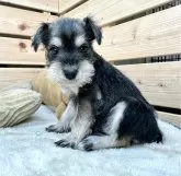 ミニチュアシュナウザー【長野県・男の子・2024年1月28日・ソルト&ペッパー】の写真2