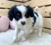 パピヨン【長野県・男の子・2024年3月23日・トライ】の写真3